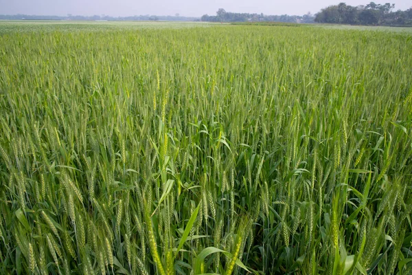 Зелёные Пшеничные Плантации — стоковое фото
