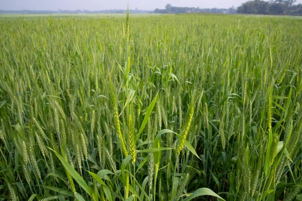 Yeşil Buğday Tarlası Tarım Hasat Tarlası — Stok fotoğraf