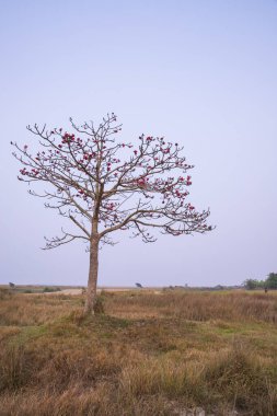 Bombax ceiba ağacı mavi gökyüzünün altındaki tarlada kırmızı çiçekler açıyor.