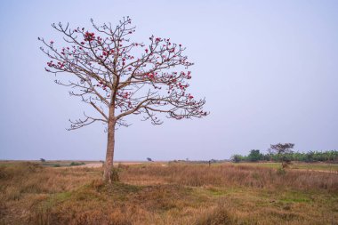 Bombax ceiba ağacı mavi gökyüzünün altındaki tarlada kırmızı çiçekler açıyor.