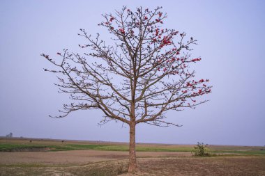 Bombax ceiba ağacı mavi gökyüzünün altındaki tarlada kırmızı çiçekler açıyor.