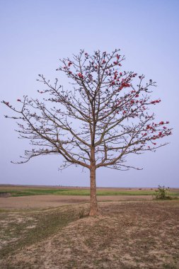 Bombax ceiba ağacı mavi gökyüzünün altındaki tarlada kırmızı çiçekler açıyor.