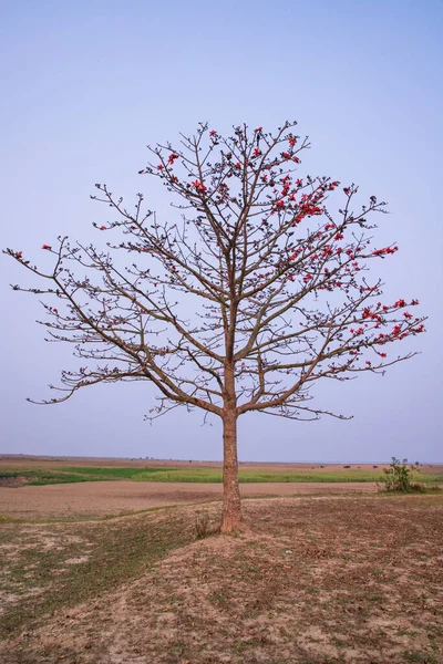 Bombax ceiba ağacı mavi gökyüzünün altındaki tarlada kırmızı çiçekler açıyor.