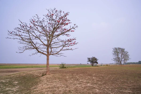 Bombax Ceiba Drzewo Czerwonym Kwiatem Kwiaty Polu Pod Błękitnym Niebem — Zdjęcie stockowe