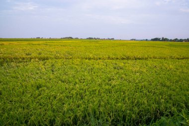 Bangladeş 'teki Paddy pirinç tarlasının doğal tarım manzarası