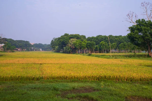 Naturalny Widok Rolnictwo Zbiory Ryżu Paddy Pole Bangladeszu — Zdjęcie stockowe