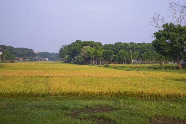 Paisagem Natural Vista Agricultura Colheita Campo Arroz Paddy Bangladesh — Fotografia de Stock