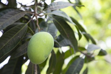 Taze Çiğ Yeşil Mango Ağaç Dalı 'nda asılı. Seçici Odaklanma