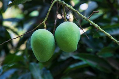 Taze Çiğ Yeşil Mango Ağaç Dalı 'nda asılı. Seçici Odaklanma