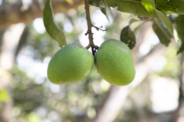 Taze Çiğ Yeşil Mango Ağaç Dalı 'nda asılı. Seçici Odaklanma