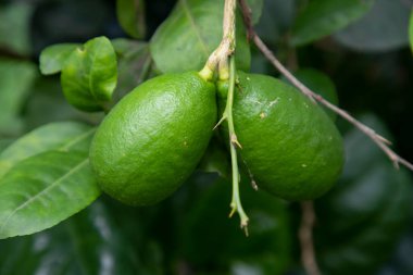 Taze yeşil limon, Bahçe ağacı dalında sallanıyor.