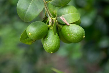 Taze yeşil limon, Bahçe ağacı dalında sallanıyor.
