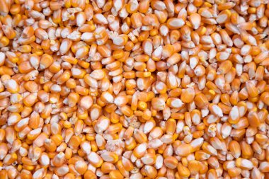 Yakın plan odaklı organik mısır tohumu deseni dokusu arka plan duvar kağıdı olarak kullanılabilir