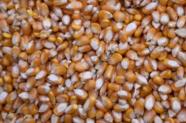 Yakın plan odaklı organik mısır tohumu deseni dokusu arka plan duvar kağıdı olarak kullanılabilir