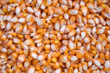 Yakın plan odaklı organik mısır tohumu deseni dokusu arka plan duvar kağıdı olarak kullanılabilir