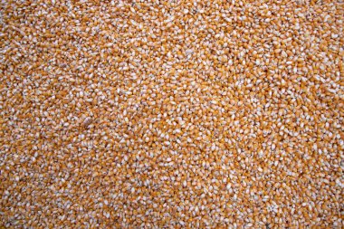 Organik mısır tohumu dokusu arka plan duvar kağıdı olarak kullanılabilir