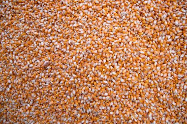 Organik mısır tohumu dokusu arka plan duvar kağıdı olarak kullanılabilir