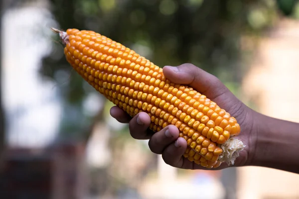 stock image agriculture harvest corn Hand holding  with the blurry background