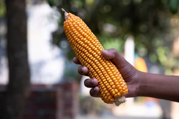 stock image agriculture harvest corn Hand holding  with the blurry background