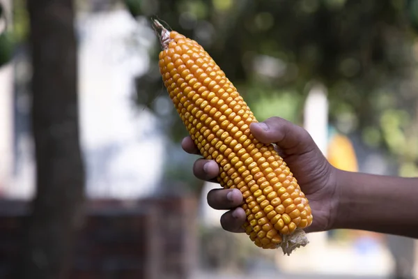 stock image agriculture harvest corn Hand holding  with the blurry background