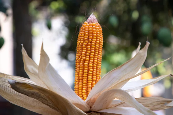 Zemědělská Sklizeň Bio Kukuřice Bangladéši — Stock fotografie