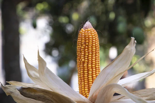 Zemědělská Sklizeň Bio Kukuřice Bangladéši — Stock fotografie