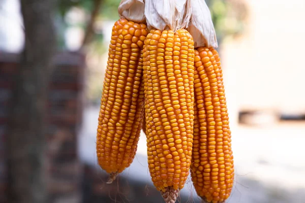 Rolnictwo Zbiory Kukurydzy Ekologicznej Bangladeszu — Zdjęcie stockowe