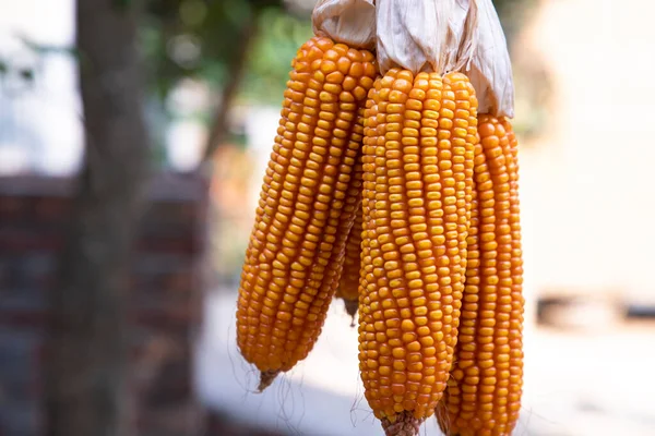 Agriculture Harvest Organic Corn Bangladesh — Stock Photo, Image