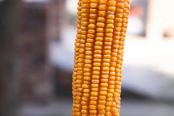 田深浅的有机玉米 选定的重点 — 图库照片