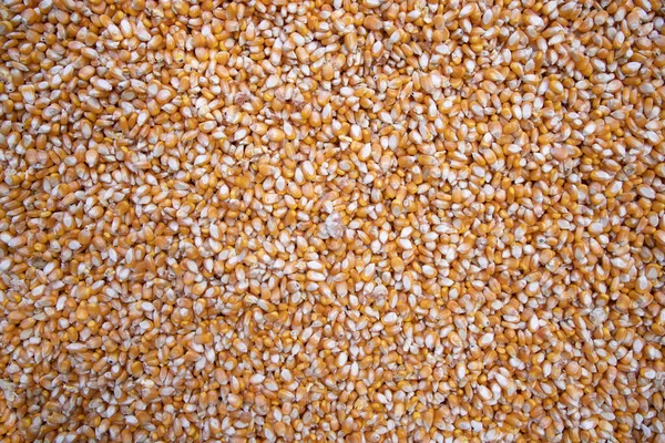 Organické Kukuřice Semena Vzor Textura Lze Použít Jako Pozadí Tapety — Stock fotografie