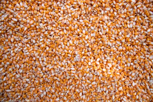 Bio Kukorica Minta Textúra Lehet Használni Mint Egy Háttér Tapéta — Stock Fotó
