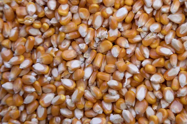 Gros Plan Focus Grain Maïs Biologique Texture Peut Être Utilisé — Photo