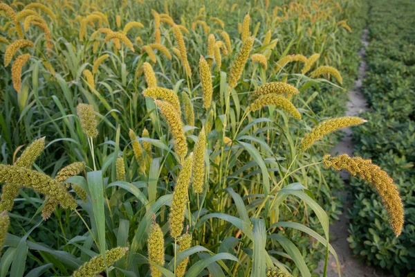 Посіви Проса Пшениці Полі — стокове фото