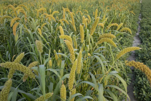Посіви Проса Пшениці Полі — стокове фото
