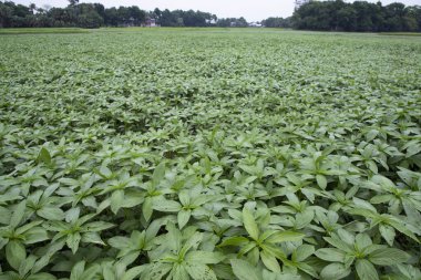 Yeşil çiğ Jute Fabrikası sahada. Tarım Konsepti