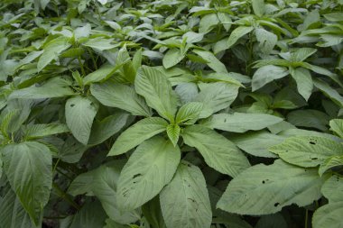 Yakın plan Yeşil Jüt bitki yaprağının üst görünümü