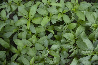 Yeşil ham Jute Santrali üst görünüm dokusu arka plan duvar kağıdı olarak kullanılabilir