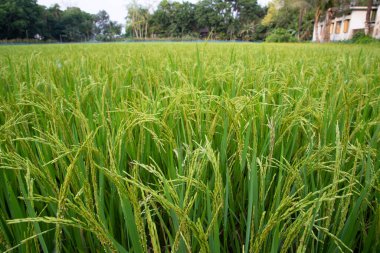 Tarımsal alanda Green Raw Paddy artışı var. tarım endüstrisi geçmişi