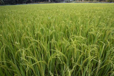 Tarımsal alanda Green Raw Paddy artışı var. tarım endüstrisi geçmişi