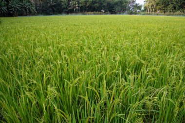 Tarımsal alanda Green Raw Paddy artışı var. tarım endüstrisi geçmişi