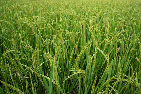 Closeup Green Raw Paddy Lonjakan Bidang Pertanian Latar Belakang Konsep — Stok Foto