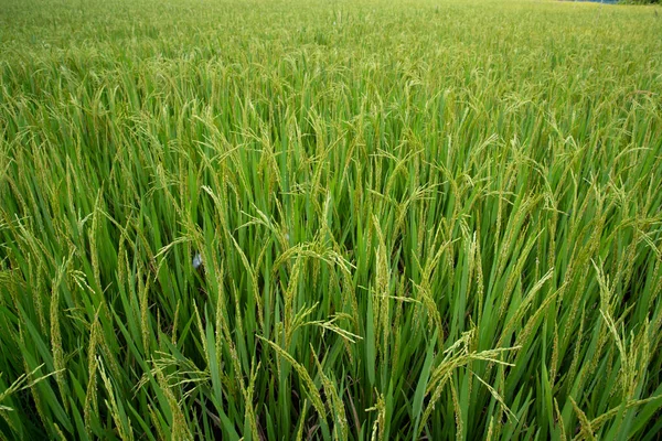 Closeup Green Raw Paddy Spike Agriculture Field Agriculture Industrial Concept — Stock Photo, Image