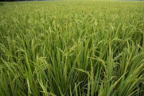 Closeup Green Raw Paddy Lonjakan Bidang Pertanian Latar Belakang Konsep — Stok Foto