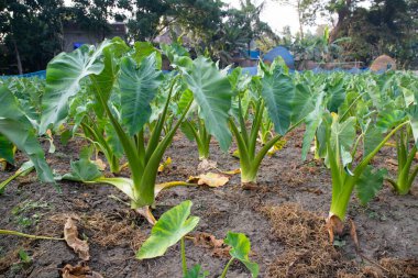 Yeşil Su Taro (Kochu) bitki bahçesi. En sağlıklı sebze tarlası.