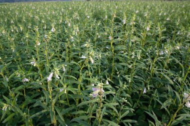 Yeşil susam bitkisinin tarladaki güzel manzarası