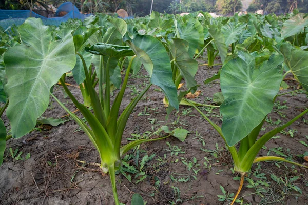 Yeşil Taro Kochu Bitki Bahçesi Sağlıklı Sebze Tarlası — Stok fotoğraf