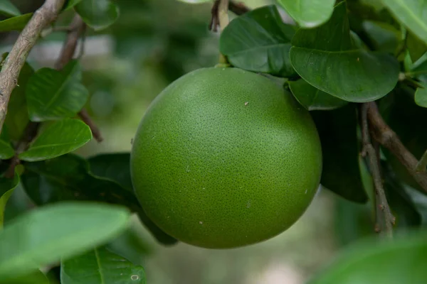 stock image Green Pomelo (Citrus grandis) Pomelos are the largest fruit oranges. These fruits have vitamin c and are relatively disease resistant