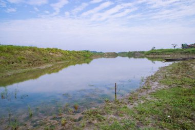 Bangladeş 'teki Padma nehrinin yakınındaki suya yeşil çimen ve bitki örtüsü yansıyan kanal