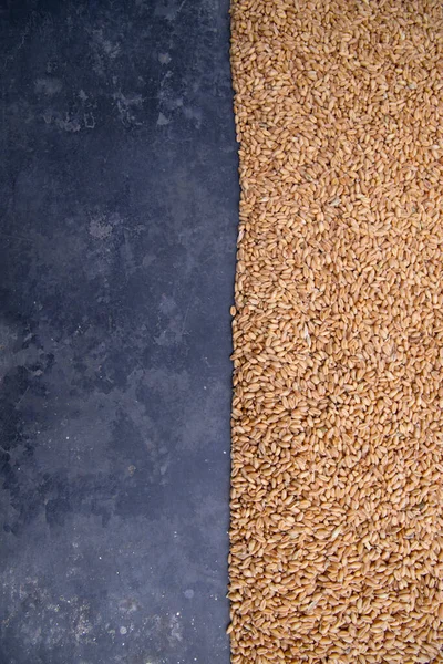 Насіння Пшениці Бетонною Підлогою Текстовий Простір — стокове фото