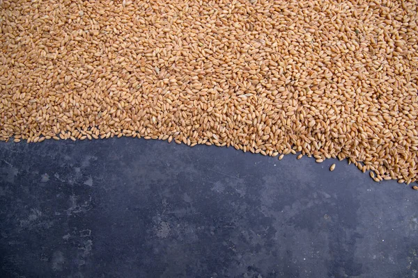 Wheat Grains Seeds Concrete Floor Text Space — Stock Photo, Image